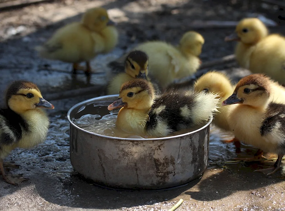 Mulard duck chicks