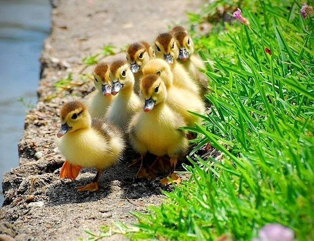 Mulard duck chicks