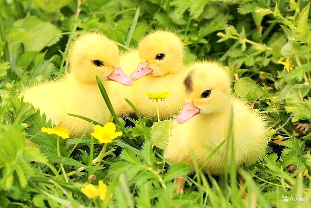 Mallard duck chicks