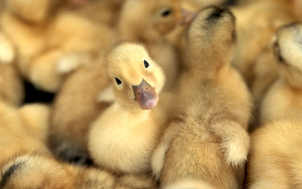 Duckling