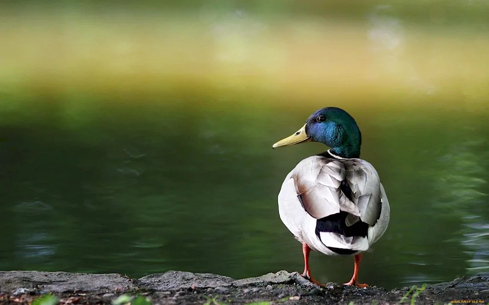 Duck
