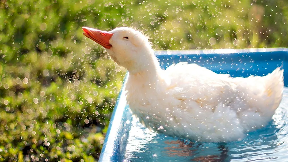 White duck