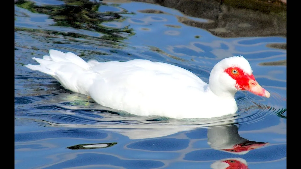 Musk duck