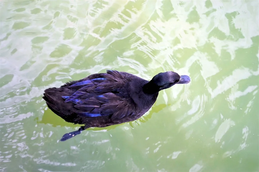 Black mallard duck