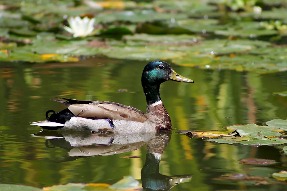 Mallard duck hunting