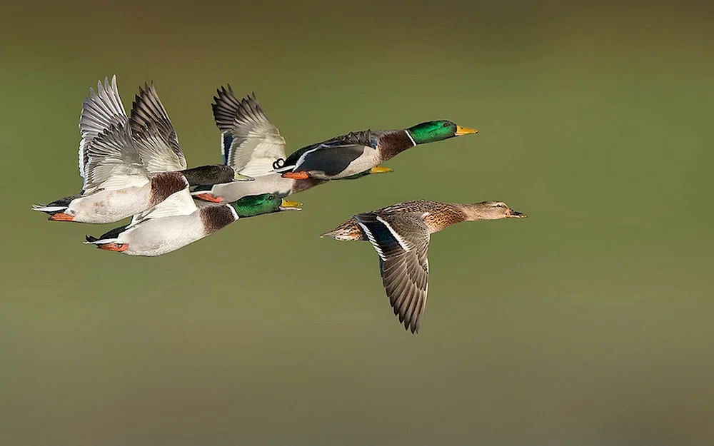 Mallard duck is a migratory bird