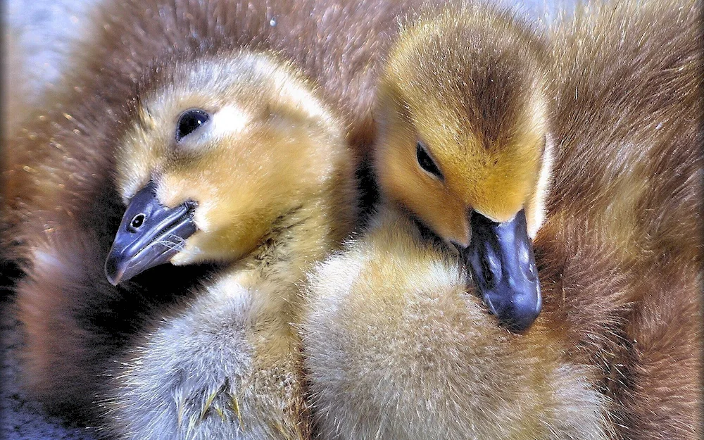 Mallard ducklings chicks