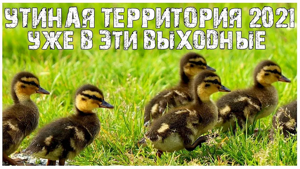 Mallard duck chick chicks