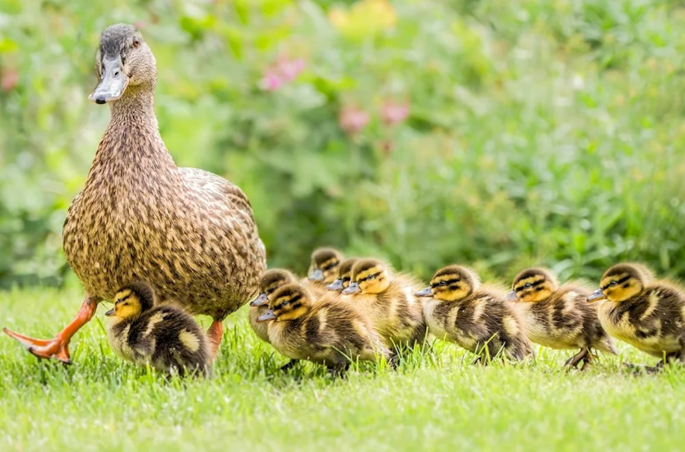 Shepherd swan with chicks