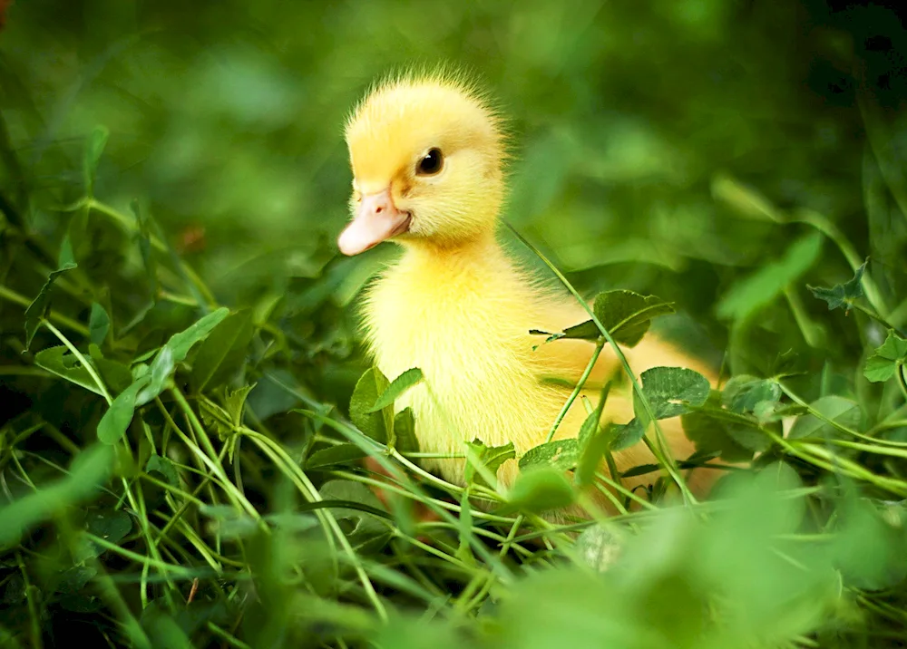 Mallard duckling chicks