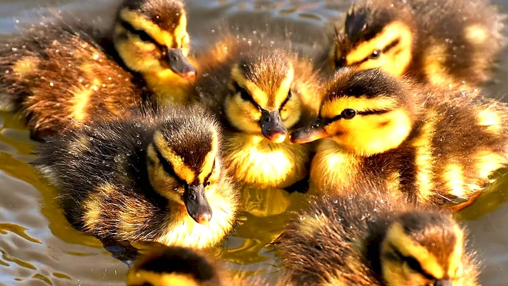 Mallard duck chicks