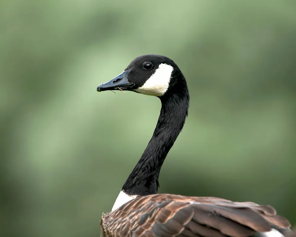 Long-necked bald eagle duck