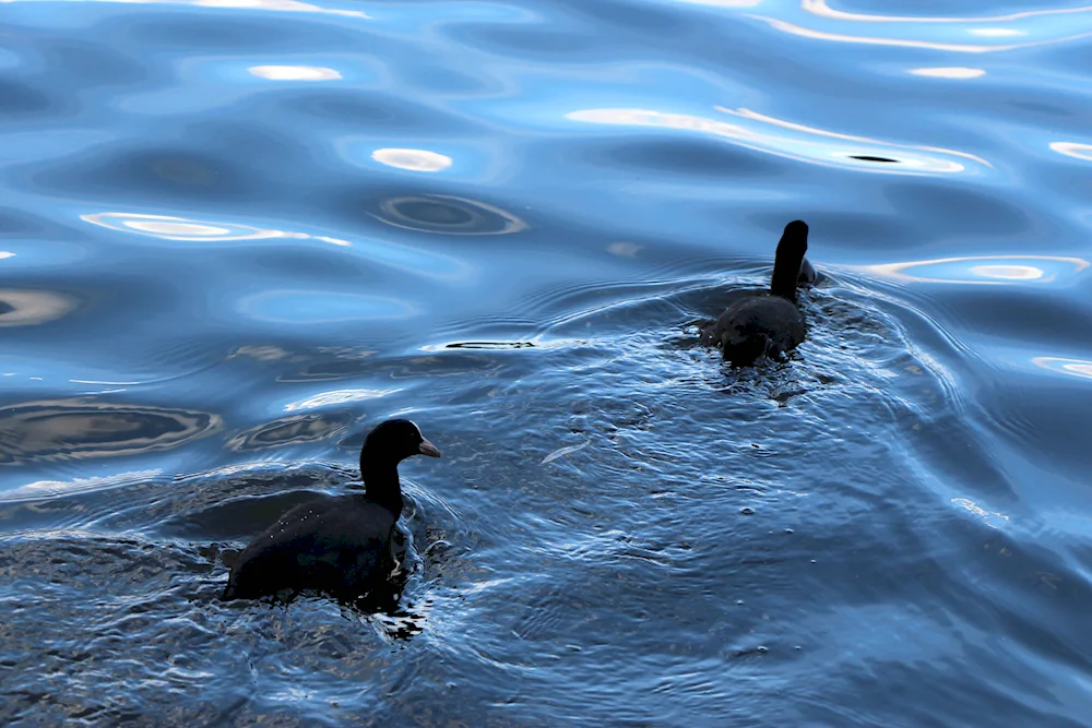 Black mallard chick