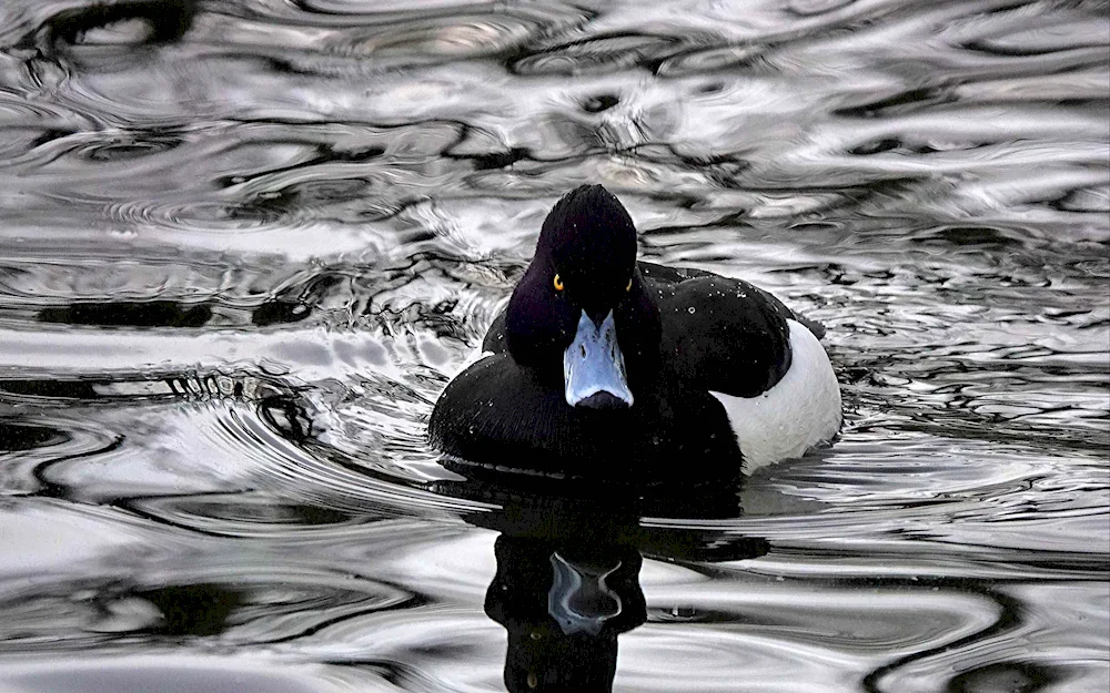 Black mallard duck