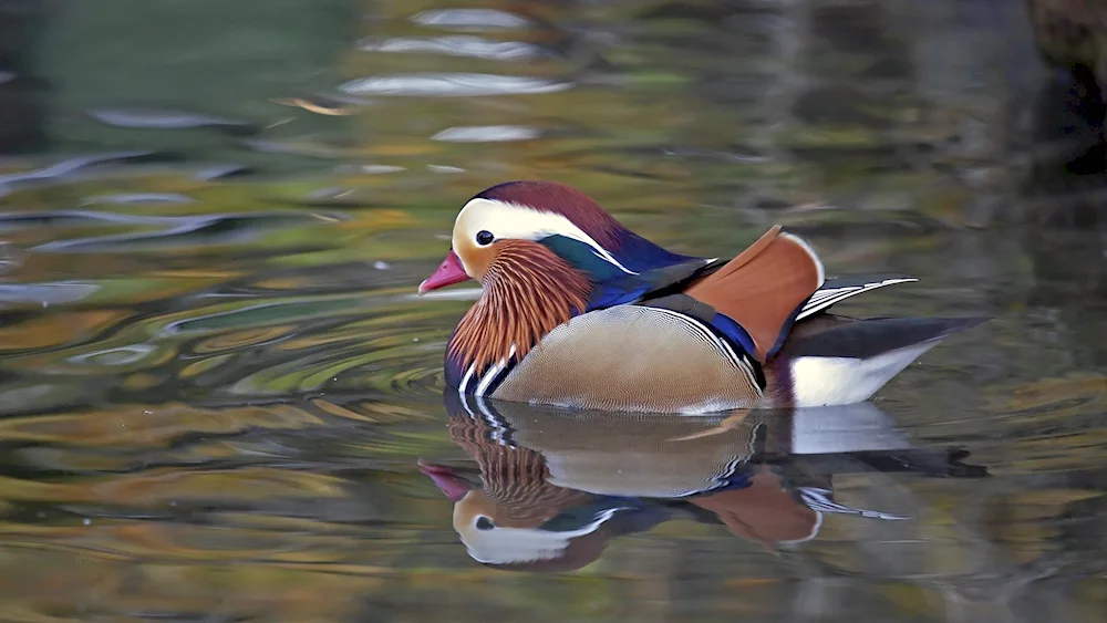 Mandarin duck