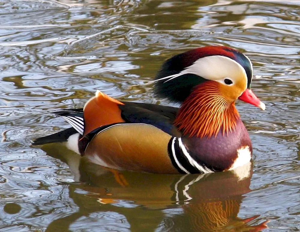 Wild mallard duck
