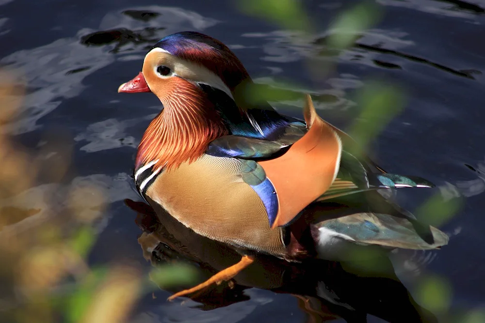 Mandarinka bird