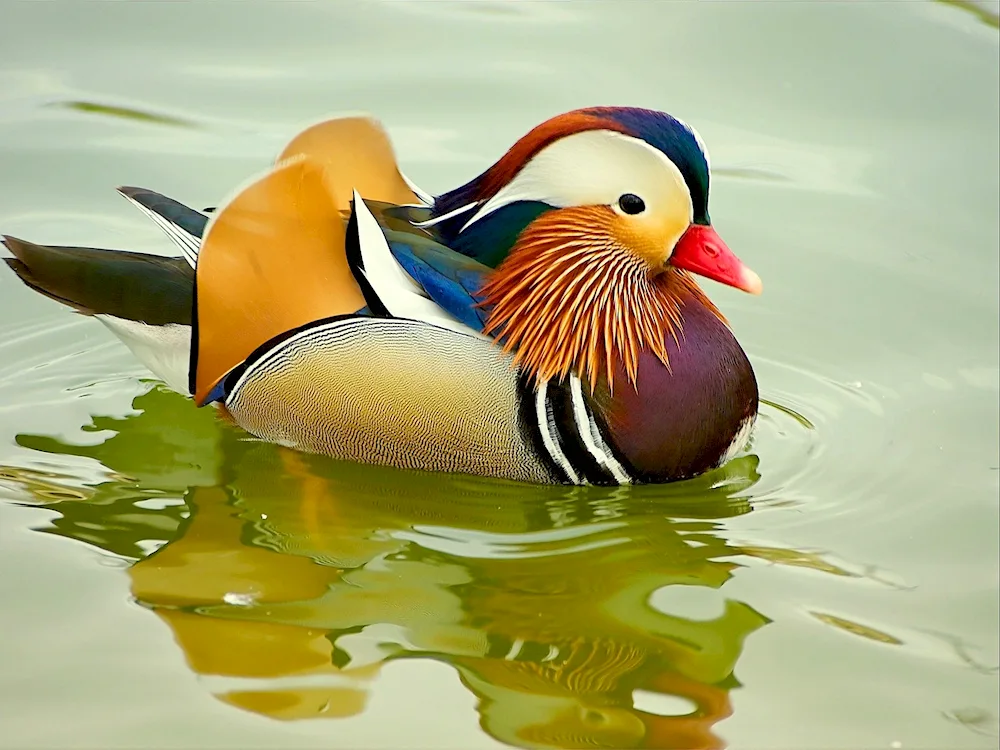 Mandarin duck Mandarin red duck Mandarin duck Mandarin female duck