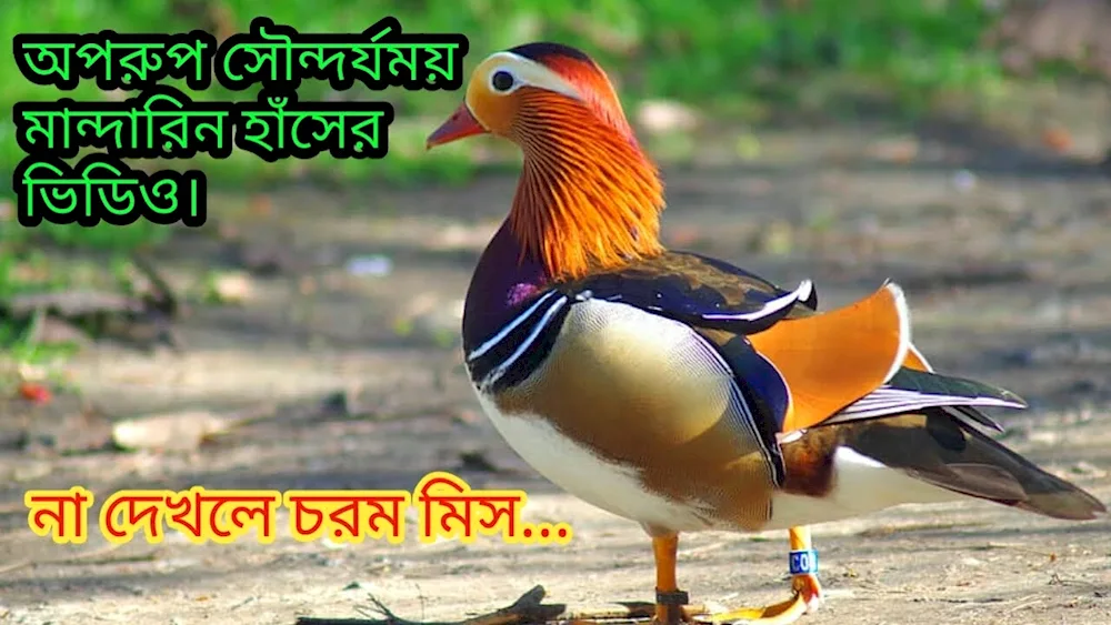 Mandarin Duck of Primorsky Krai