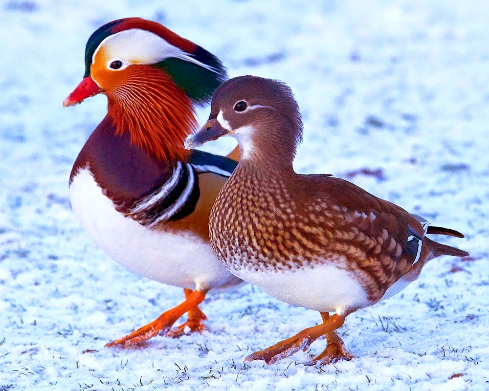 Mandarin duck male