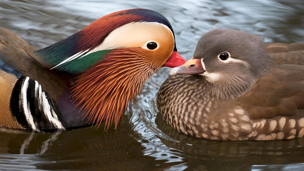 Mandarin duck female