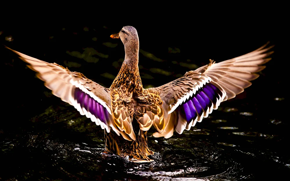 Wild mallard duck