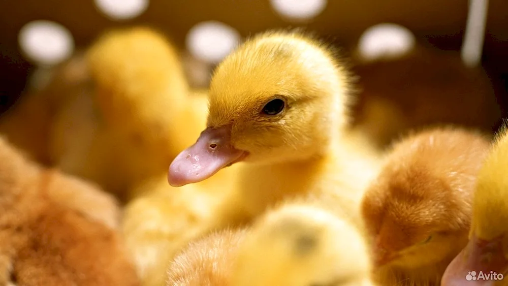 Mallard duckling mallard duck chicks