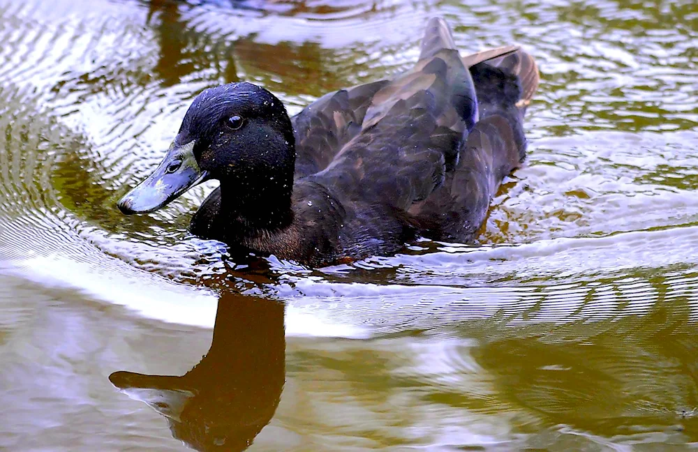 Black mallard duck with white beak