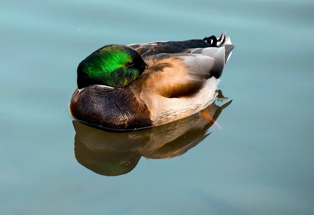 Mandarin duck bird