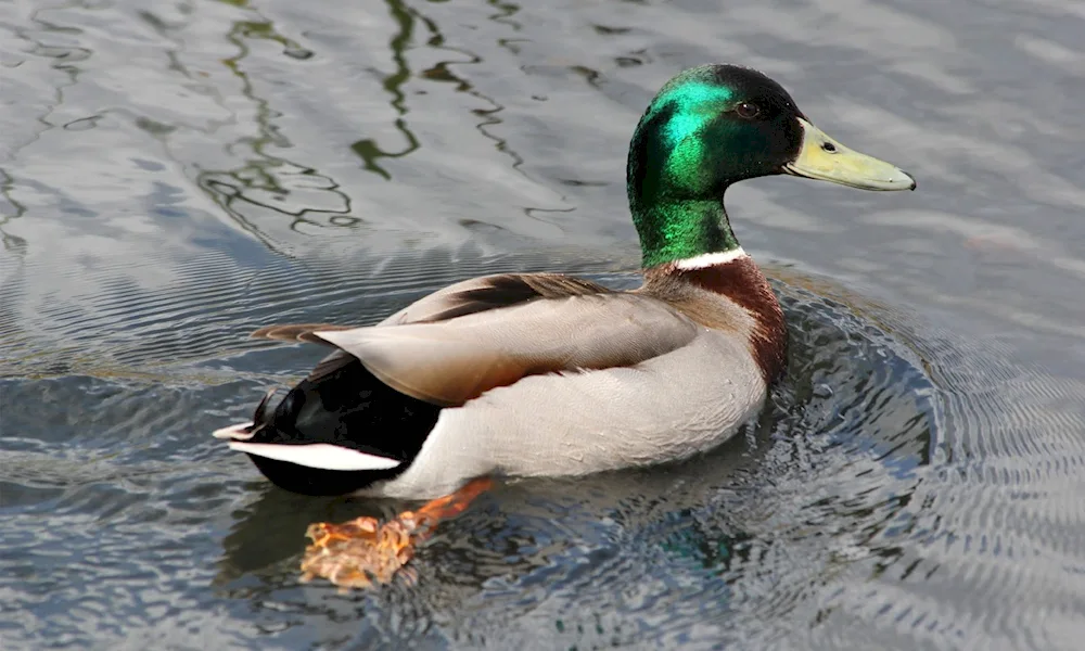 Mallard sparrow