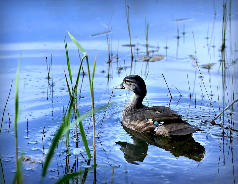 Waterfowl duck mallard duck