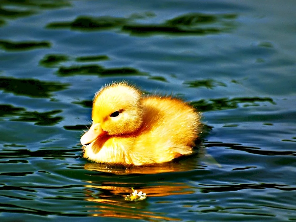 Yellow duck