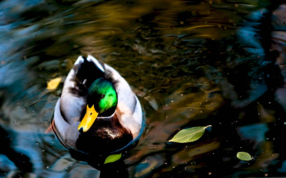 Duck in high quality