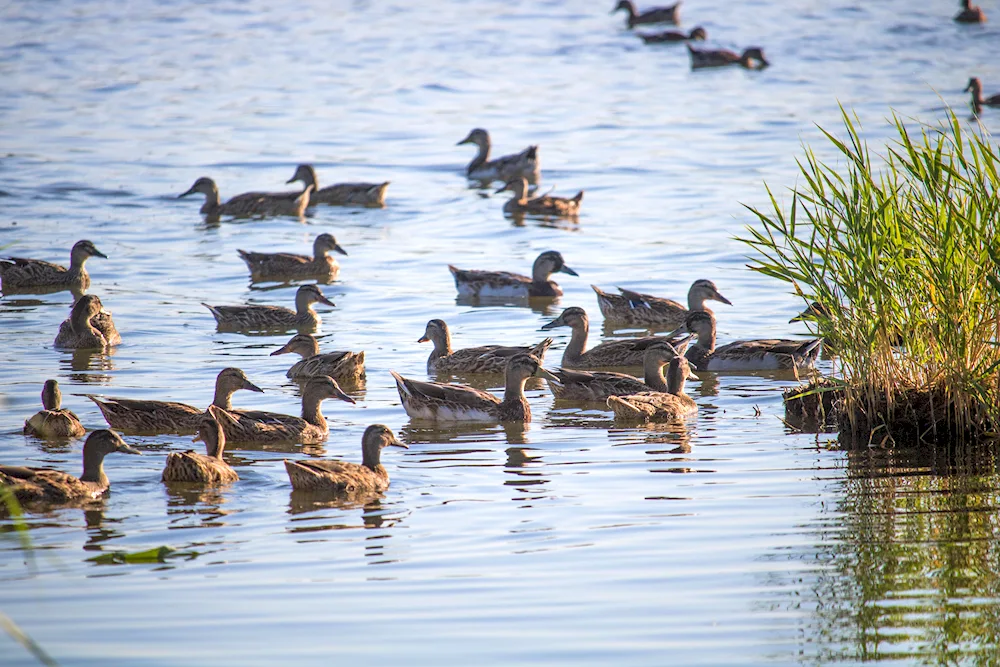 Ducks on Lake Manych Gudilo