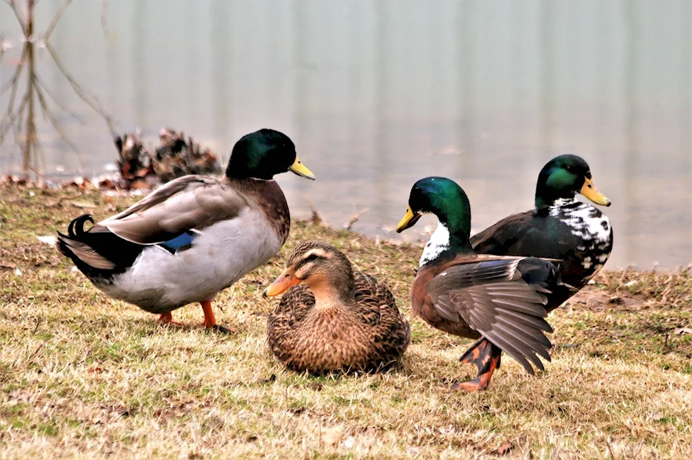 Wild mallard duck breeds
