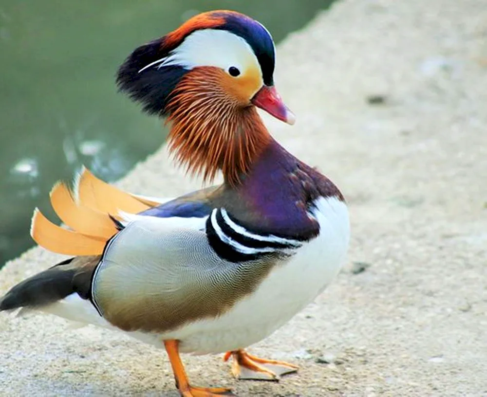 Collared Fancier