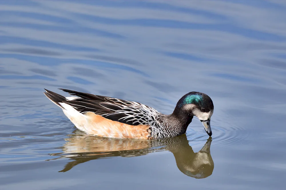 Ducks of the Samara region