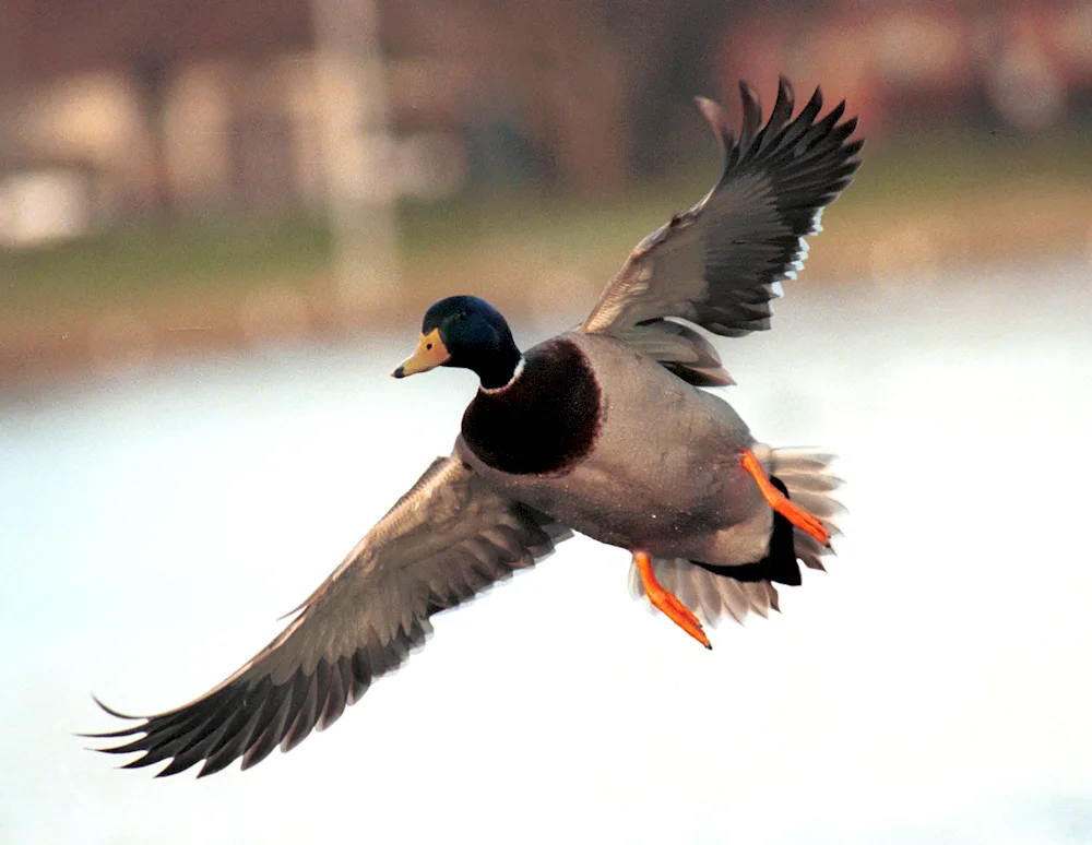 Wild mallard duck
