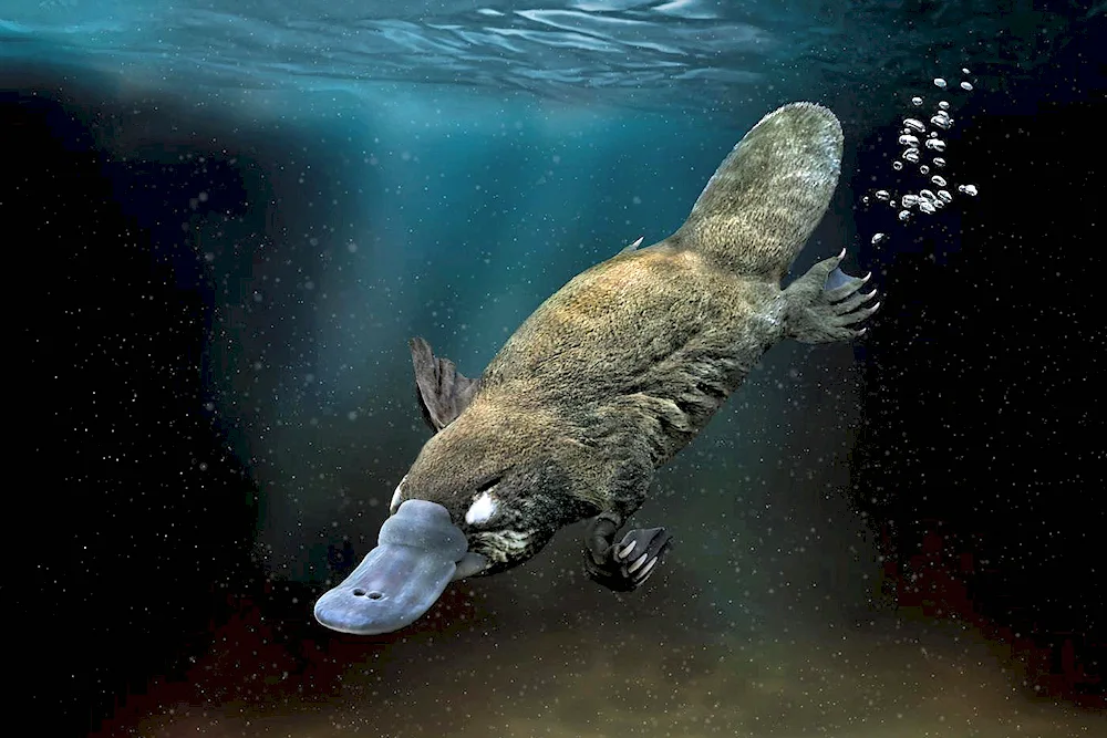 The platypus