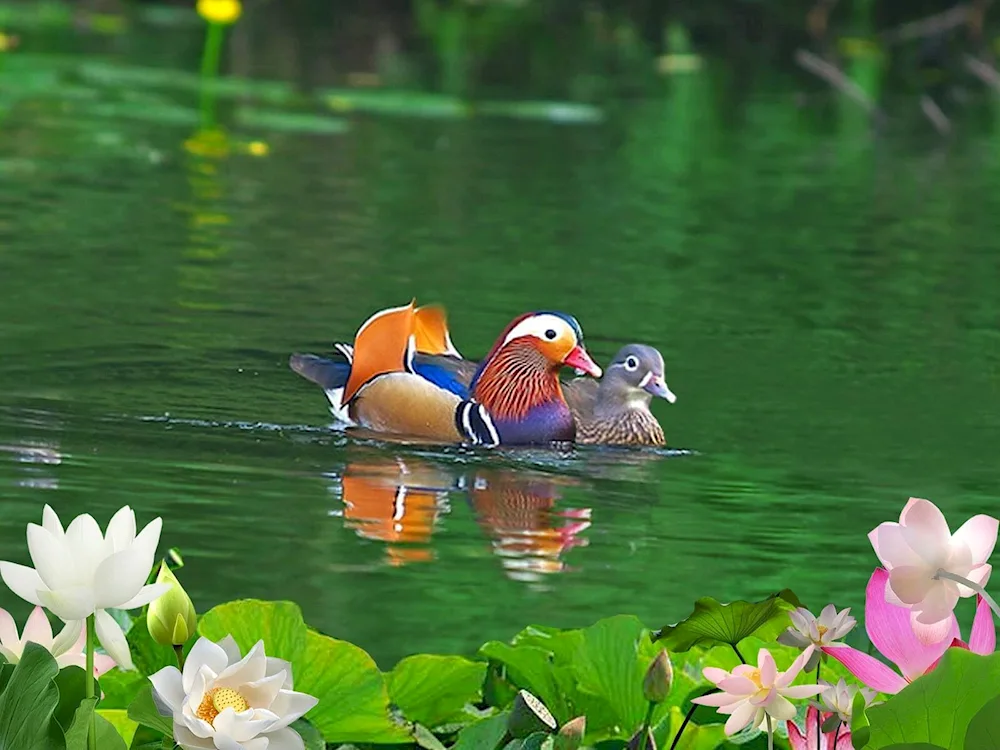 Tangerine ducks