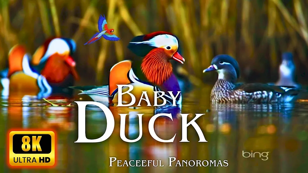 Wild mallard duck