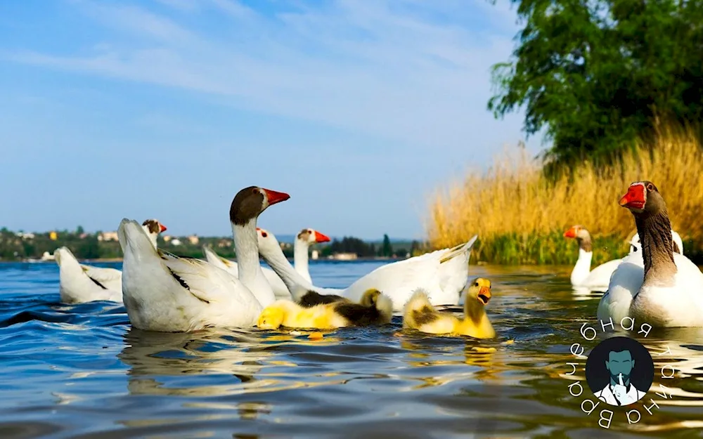 Ducks on the lake