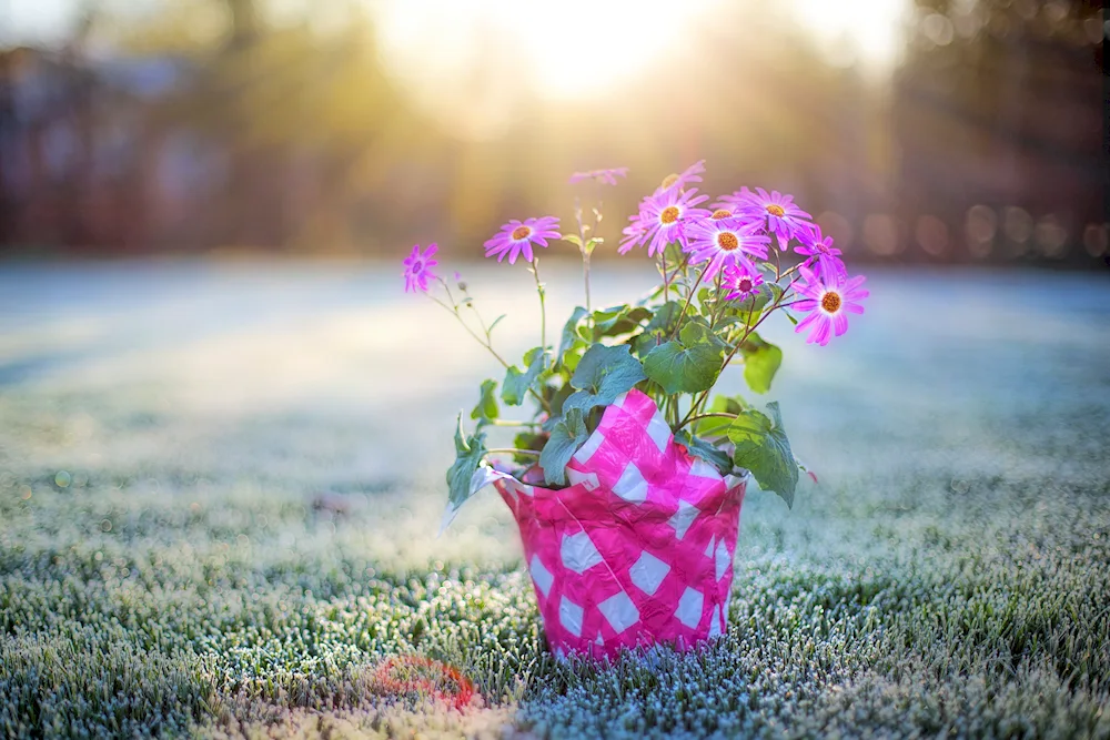 Summer flowers