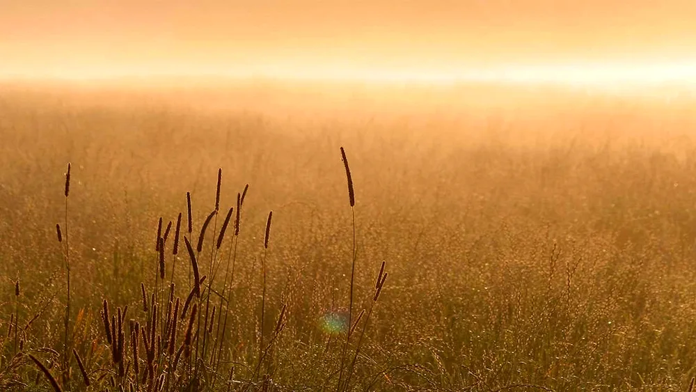 Morning in the steppe