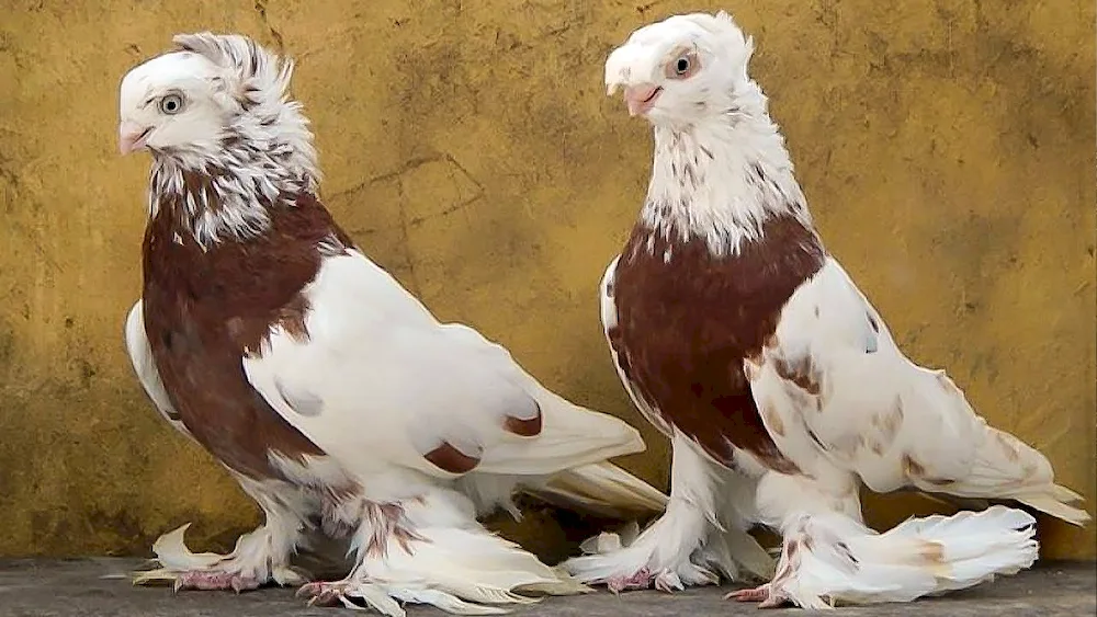 Uzbek two-tailed fighting pigeons