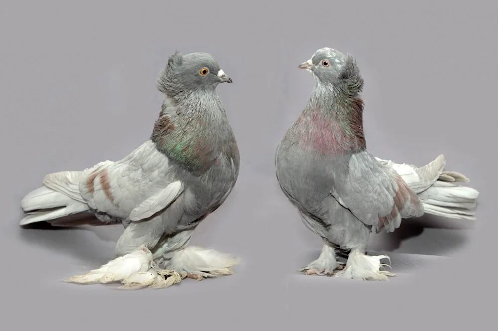 Uzbek two-tailed fighting pigeons