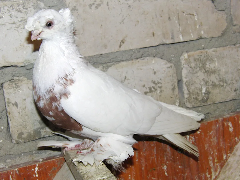 Uzbek two-tailed fighting pigeons