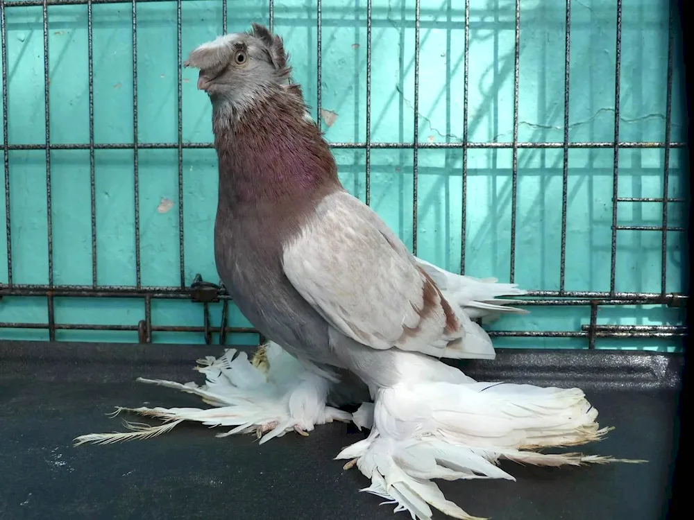 Fighting two-tailed pigeons Pigeons