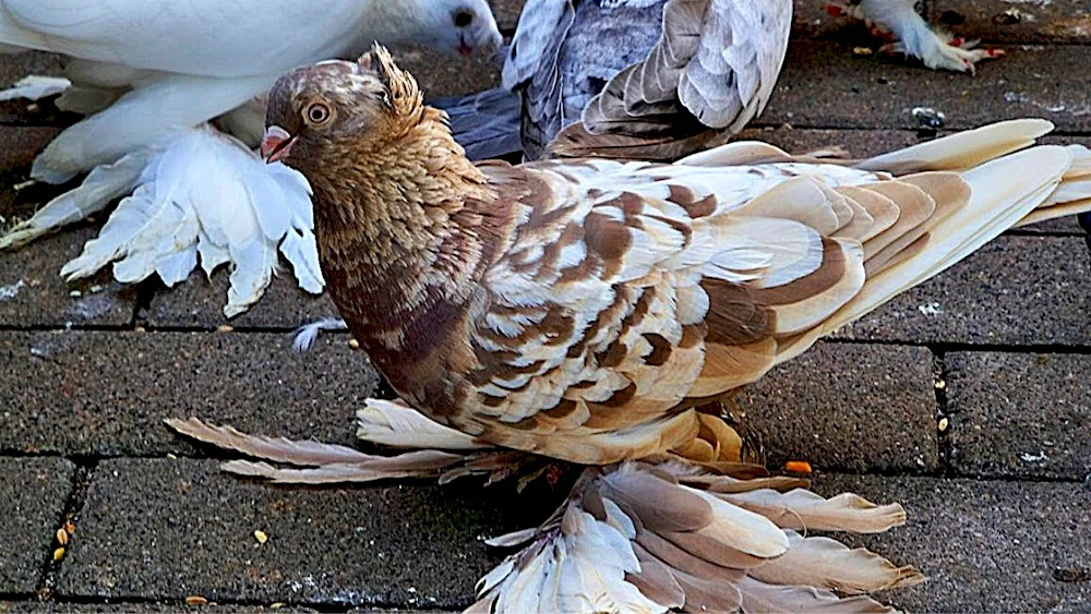 Uzbek double-beaked fighting pigeons