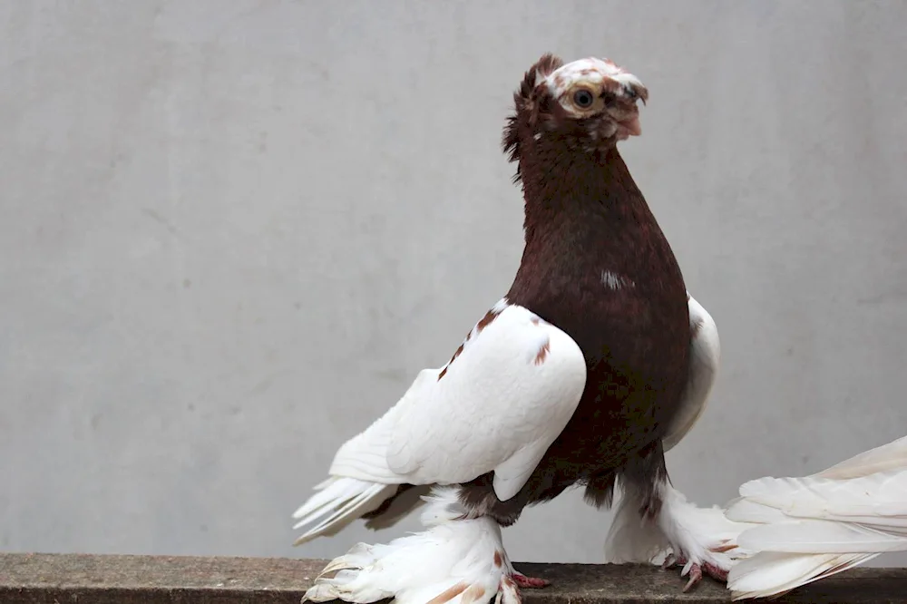 Uzbek pigeons Unmarbled